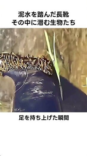 泥水を踏んだ長靴 その中に潜む生物たち