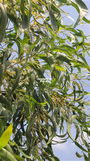POHON AKASIA TELINGA or Acacia auriculiformis #acacia #akasia #acaciawood #acaciaauriculiformis