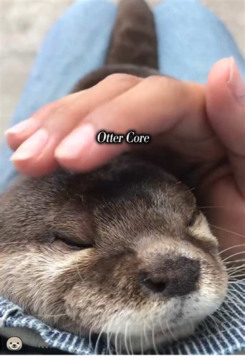 Exploring the Life of Otters at the Zoo