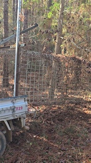 Mini Truck Workout and Found Baculum