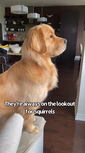 Here's some fun and interesting facts about Goldens you may or may not know. | Sterling Newton