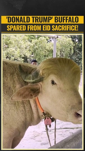 Bangladesh's Viral 'Donald Trump' Buffalo Saved From Eid Sacrifice, Sent To National Zoo