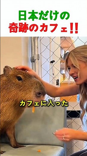 日本でしか体験できない？カピバラに癒される奇跡のカフェ