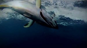 Ever wondered what the green sheets they place on the tuna after a catch are for? | Wicked Tuna