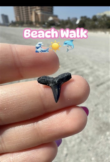 Shark tooth hunting in Myrtle Beach! #myrtlebeach #sharkteeth #sharktooth #beachday #beachwalks