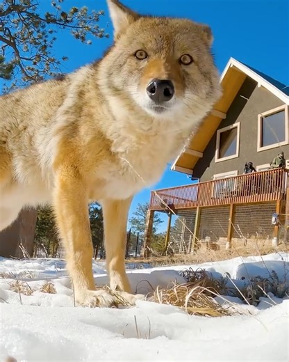 Coyote FINALLY Meets a Coyote | Brave Wilderness