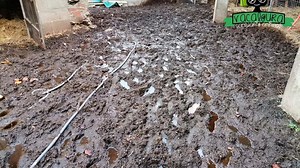 Vacaloura: última llamada para lograr un terreno en condiciones