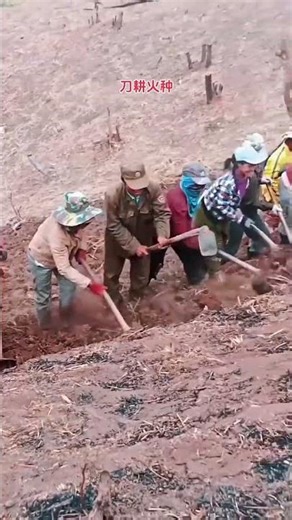 Primitive farming #Spring plowing in progress #My rural life #Busy yet fulfilling rural li#68ef4