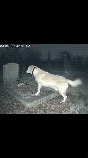 El perro cuidaba la tumba de su amo… hasta que la cruz cayó sola