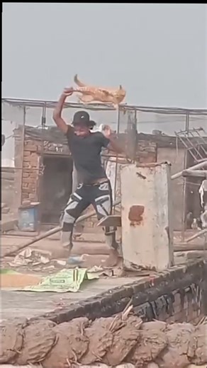 ‎دوربین بهبهان جنوب‎ on Instagram‎: "برای یه کفتر باید این بلا سرش بیاره شما بگید؟؟😥 #حیوانات #جنگل #طبیعت #طبیعتگردی"‎