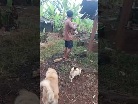 Our Garden Tips Lifestyle with Dogs, Cats & a Cheeky Monkey! Cute 🐶🐱🐒🌿