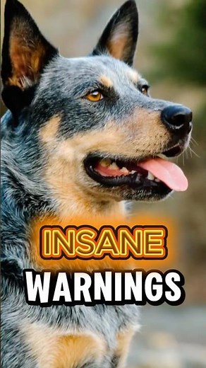 WARNING: Blue Heelers Are Crazy!