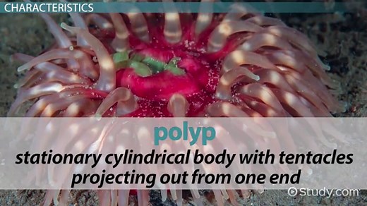 Cnidaria & Ctenophora | Habitat, Types & Characteristics