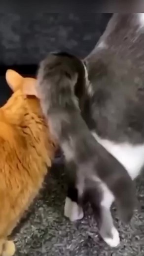 Le chat qui pète : humour et animaux drôles