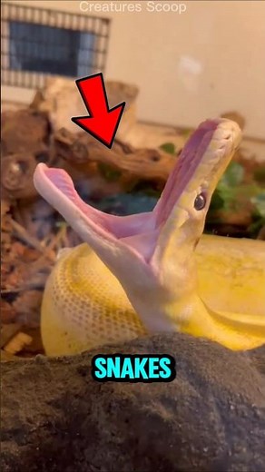3 Friendly Snakes🐍 You Can Actually Keep as Pets - Part 2