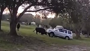 'He's not very friendly, is he?' Video shows angry bull charging people, ramming car