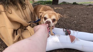 Exclusive never before seen, behind-the-scenes Prancer footage: Like the star he is, he only bothers to acknowledge his subordinates when there is rotisserie chicken in play. He has no idea he has become an overnight sensation and taken over our lives, and that we are now his agents and press secretary 😜 | Second Chance Pet Adoption League