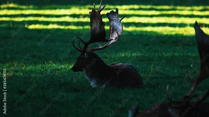 Deer animal close up view wild animal