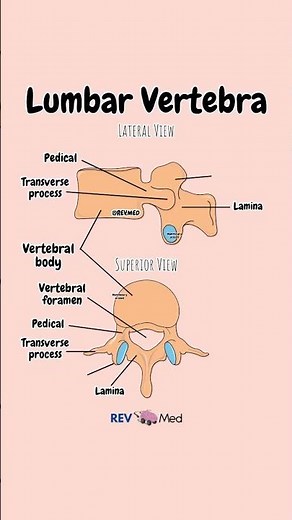 Lumbar Vertebrae - Anatomy