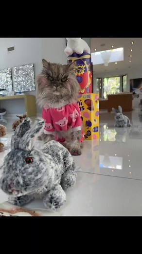 kate..beckinsale (@kate..beckinsale)’s videos with My Cat - Rosse