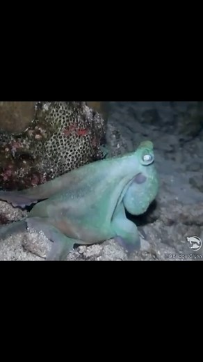 🐙 An Eclipse? Easy. Watch this! Roll Call: Where in the world do ya live? 🎥: @bridgetglynn In the sea, some creatures pull off epic scare tactics when they can’t exactly fight their way out of trouble (cue the octopus with its squishy, vulnerable body!) Deimatic behavior is what scientists call it— and we here at OctoNation call it “big BOO! behavior” 👻 lol “Deimatic” comes from the Greek and means “to frighten” – it’s a fancy way of saying that these sea critters might just be trying to spoo