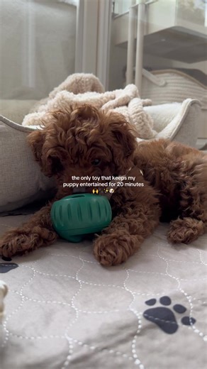 The Ultimate Puppy Toy for 20 Minutes of Fun