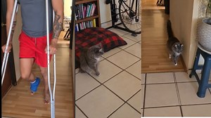 मालिक का टूटा पैर देख बिल्ली उड़ाने लगी मजाक, गजब तरीके से उतारी मालिक की नकल!