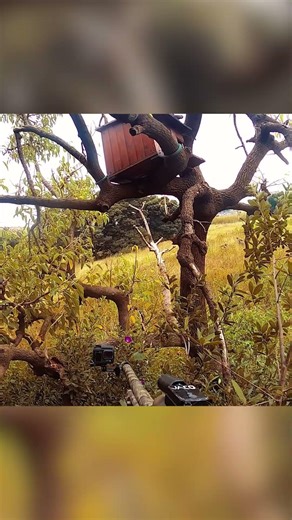 Airsoft Sniper One Taps In The Jungle! #airsoft #military #paintball #jungle