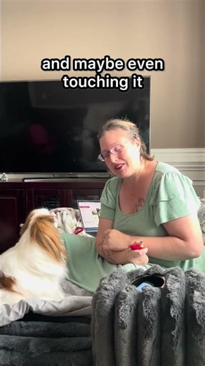 Japanese Chin service dog retrieve training #servicedog #servicedogtraining #workingdog