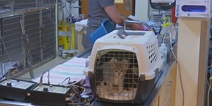 Around the clock care returns to DoveLewis Animal Hospital