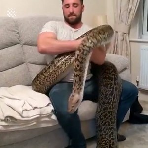 82K views · 596 reactions | World's biggest Burmese python measuring at over 18ft! | Newsflare | Facebook