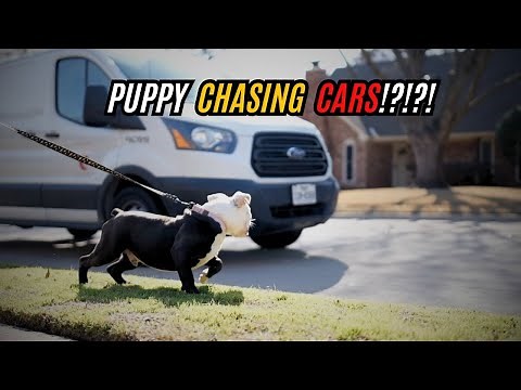 Jokers Bad Habit Chasing CARS!?!?! How to Fix!!!