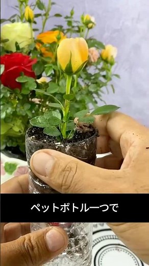 How to Have Incredible Success With Rose Cuttings