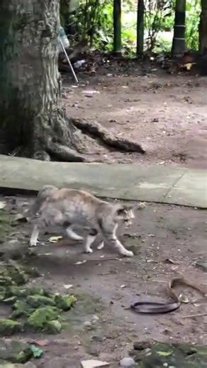 The cat 🐈 Vs the snake 🐍 | New Tv.