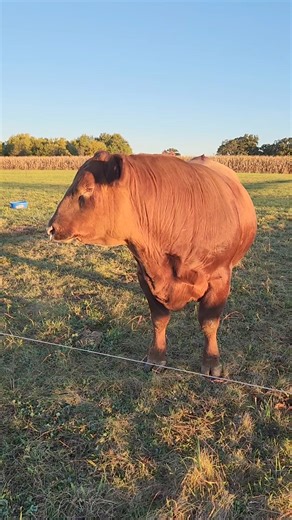 37K views · 294 reactions | ☕️藍 Bring coffee please!! Apparently I'm too slow lol | Born In The Barn | Facebook