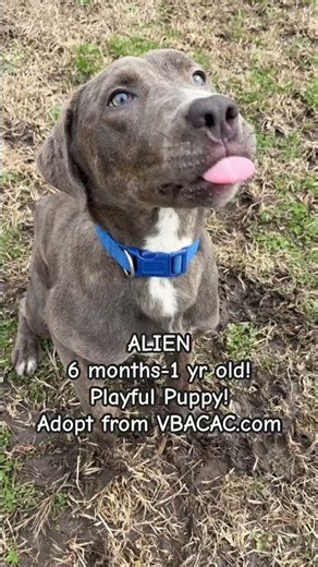 Adopt ALIEN vbacac.com #adoptme #puppy #shelterdog #houndlove #puppylove #puppylife #gooddog #dogs