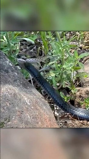 Snake vs Snake – Brutal Attack Caught on Camera