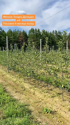 Video | intensive gardening