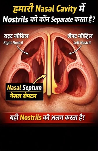 Do you know what nostrils do besides breathing? 🤔 | Human Body Facts #shorts