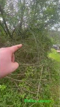 Work done to the back yard 2026