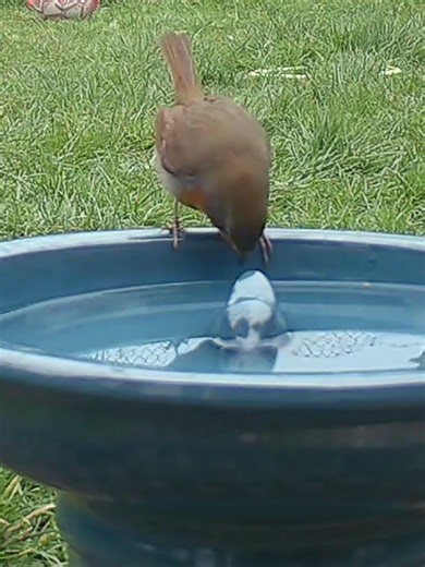 Robin finds the new bird bath and seems to approve #birds #birdbathcamera