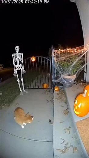 Cats Scared of Skeleton 😱 #viralfbreelsfyp #fbreels #fbreelsvideo #trendingreels #fyp #explorepage #likeforlikes | Comedy on fire