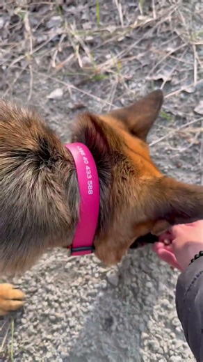 How I Calm My German Shepherd During Walks #germanshepherd #gsds