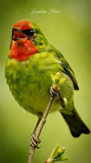 Tembakan ‼️ Emprit Tenggorokan Merah 🐦 Red-throated Parrotfinch (Erythrura psittacea) #shorts