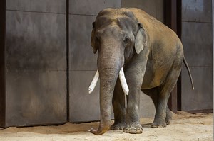 Meet Spike: National Zoo’s Asian elephant makes his debut (video) - WTOP News