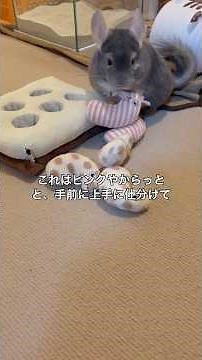 色別に仕分けてると思ったら急にキレるチンチラ＃chinchilla＃チンチラ＃shorts