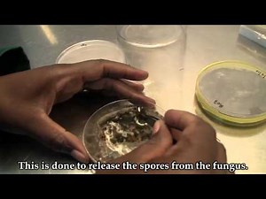 Kirkhouse Trust - Isolation of a fungal pathogen and producing inoculum