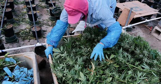 House passes landmark marijuana legalization bill