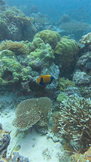 🌊✨ Meet the majestic Pomacanthus navarchus, better known as the Majestic Angelfish or Blue-Girdled Angelfish! 🐠 This stunning reef resident is a true showstopper with its deep blue body and vibrant yellow-orange bands — nature’s version of fine art! 🎨 Juveniles look completely different, sporting concentric blue-and-white rings before transforming into their adult colors as they mature — a process that can take several years. Majestic angelfish are usually shy and prefer hanging around outer 