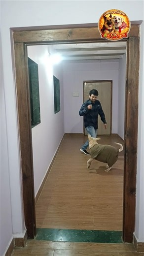 “This Labrador Can’t Stop Playing #labrador #germanshepherd #bulldog #goldenretriever #petlover